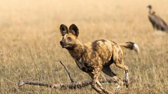 African Adventure: Safari in the Okavango (2007) Image