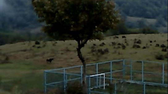 Dry Leaf (2026) Image