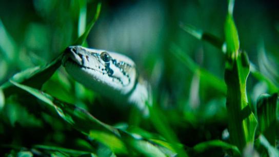 The Python Hunt (2026) Image