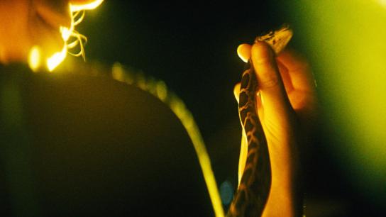 The Python Hunt (2026) Image