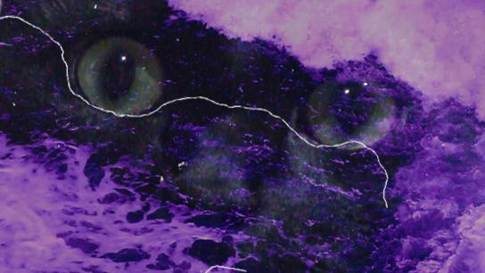 A Ship of Madness: Deeper and Higher with Pazucus (2021) Image