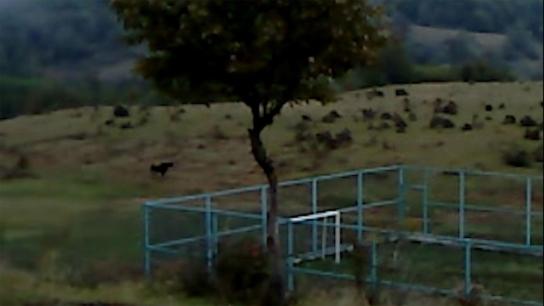 Dry Leaf (2026) Image