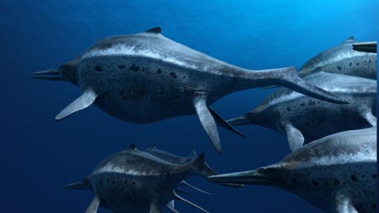 Sea Rex 3D: Journey to a Prehistoric World (2010) Image