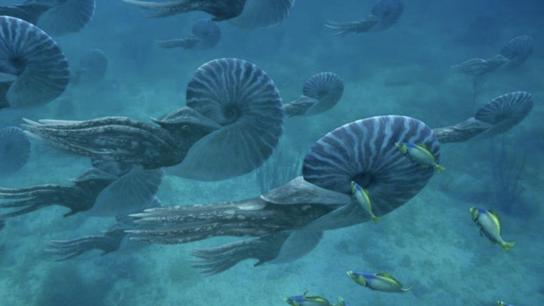 Sea Monsters: A Prehistoric Adventure (2007) Image