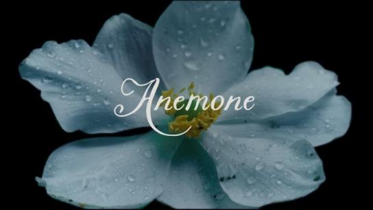 Anemone (2025) Image