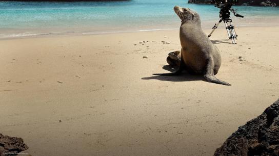 Guardians of the Galapagos (2025) Image