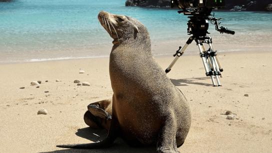 Guardians of the Galapagos (2025) Image