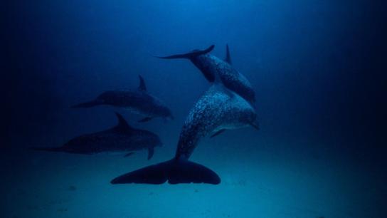 Atlantis (1991) Image