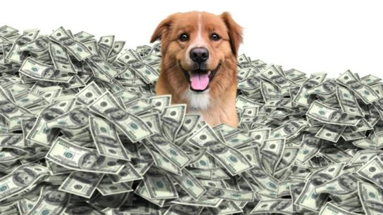 The Furry Fortune (2023) Image