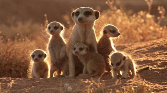 The Meerkats (2008) Image