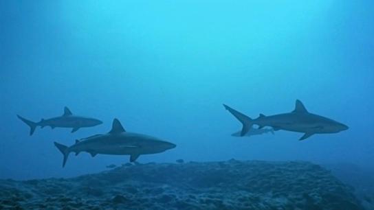 Atlantis (1991) Image