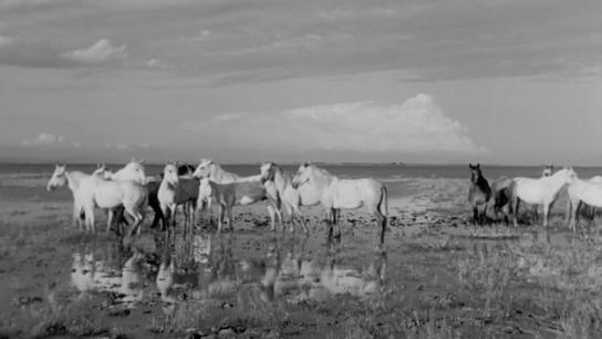 White Mane (1953) Image