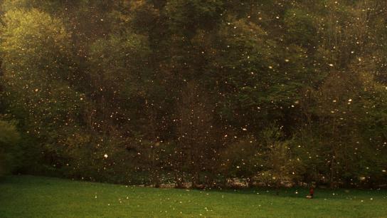 Stories from the Chestnut Woods (2019) Image