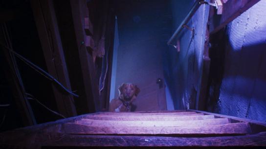 Good Boy (2025) Image