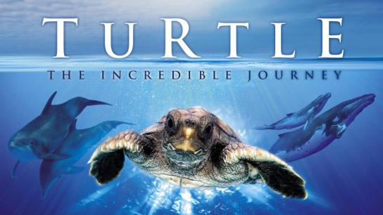 Turtle: The Incredible Journey (2009) Image