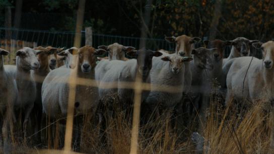 Sheep (2025) Image