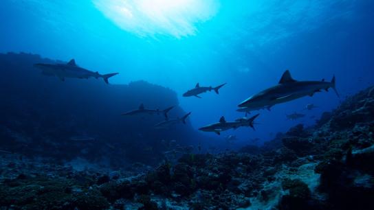 Sharks vs. Dolphins: Blood Battle (2020) Image