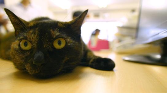 Cat Nation (2017) Image