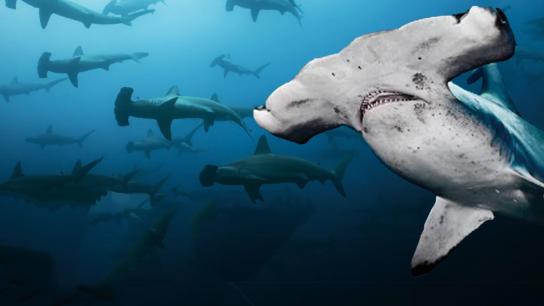 Galapagos Realm Of Giant Sharks (2012) Image