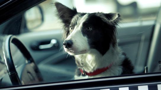 Paws, Bones & Rock'n'roll (2014) Image