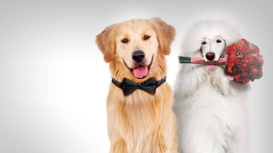 A Christmas Wedding Tail (2011) Image