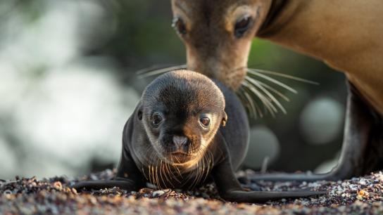 Sea Lions of the Galapagos (2025) Image