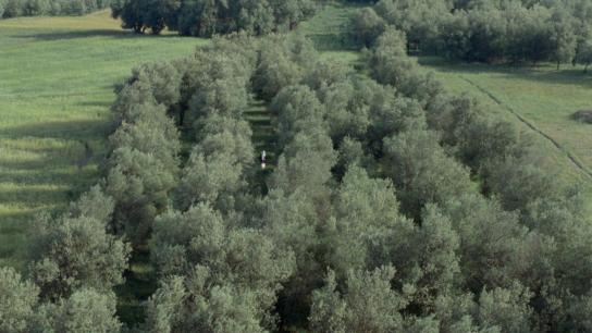 Through the Olive Trees (1994) Image