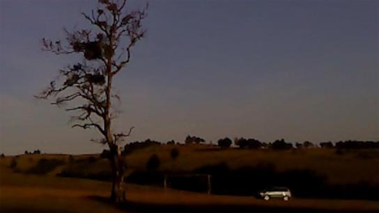 Dry Leaf (2026) Image