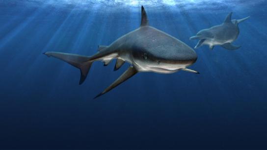 Sharks vs. Dolphins: Blood Battle (2020) Image