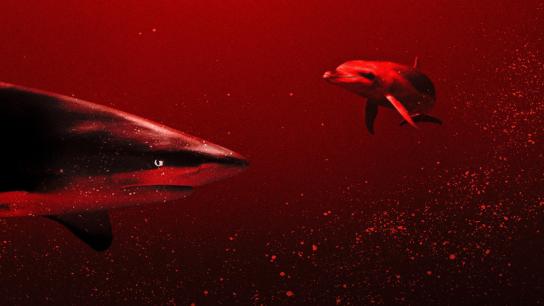 Sharks vs. Dolphins: Blood Battle (2020) Image