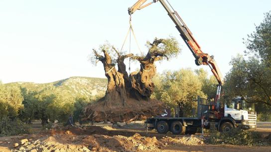 The Olive Tree (2016) Image