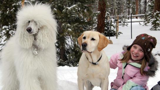The Dog Who Saved Christmas (2009) Image