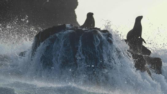 Sea Lions of the Galapagos (2025) Image