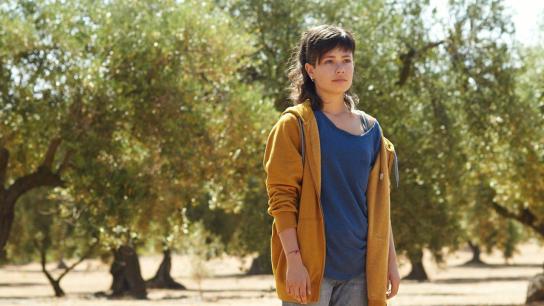 The Olive Tree (2016) Image