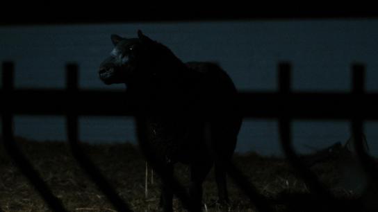 Sheep (2025) Image