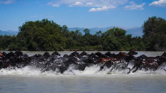 A Legend (2024) Image