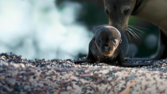 Sea Lions of the Galapagos (2025) Image