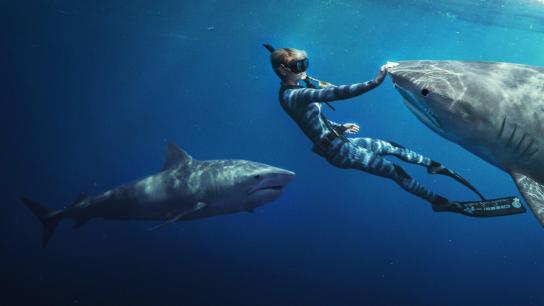 Shark Whisperer (2025) Image