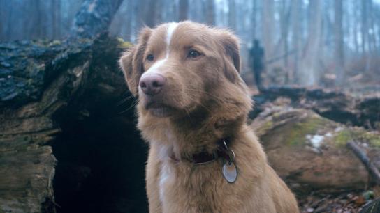 Good Boy (2025) Image