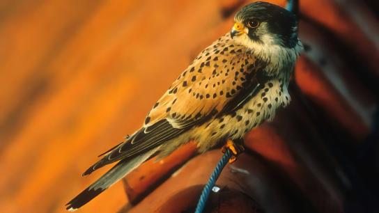 Kestrel's Eye (1998) Image