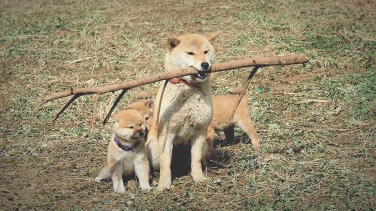 A Tale of Mari and Three Puppies (2007) Image
