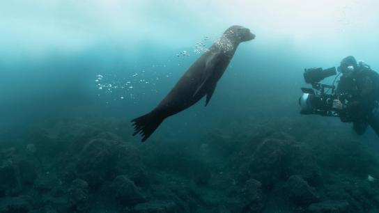 Guardians of the Galapagos (2025) Image