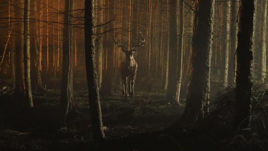 Bambi: The Reckoning (2025) Image
