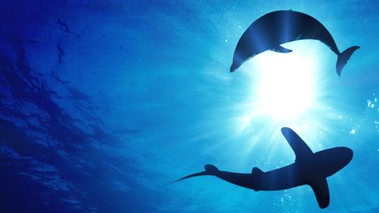 Sharks vs. Dolphins: Blood Battle (2020) Image