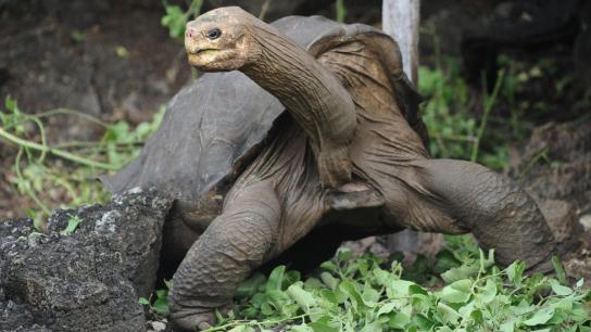 Lonesome George and the Battle for Galapagos (2006) Image