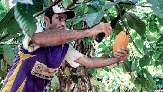 Du Chocolat Pour Sauver l'Amazonie (2022) Image