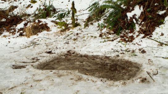 Bigfoot (2012) Image