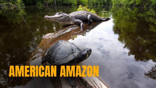 American Amazon (2026) Image