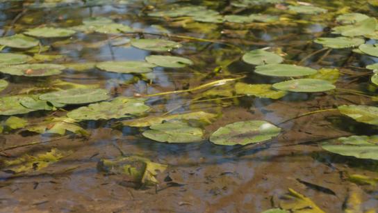 Frogtown (2026) Image