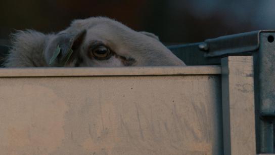 Sheep (2025) Image